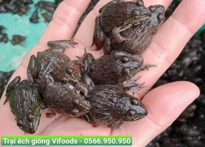 5 loại bệnh thường gặp ở ếch và cách xử lý hiệu quả