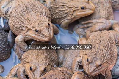 Có nên nuôi Ếch Thái Lan không? Cần lưu ý gì khi nuôi Ếch Thái Lan