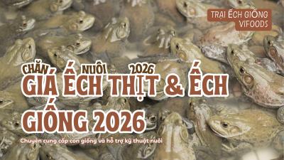 Cơn sốt giá ếch thịt và chiến lược đầu tư năm 2026