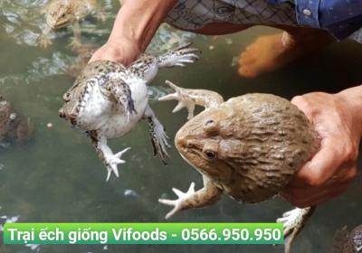 Cung cấp ếch thịt cho nhà hàng, quán ăn: Nên chọn nguồn hàng ở đâu?