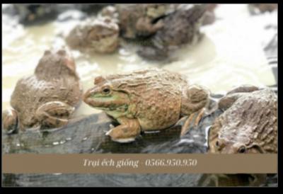 Giá ếch thịt hôm nay (26/06/2024)