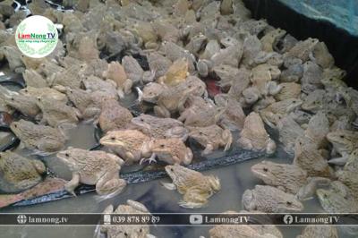 Hướng dẫn bà con kỹ thuật nuôi ếch trong ao ít bệnh, sản lượng thịt cao