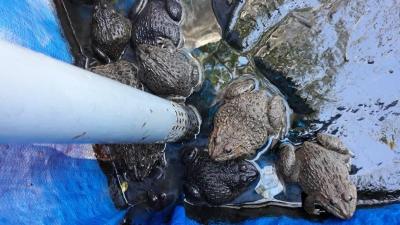 Cách xử lý nguồn nước ô nhiễm khi nuôi ếch giống