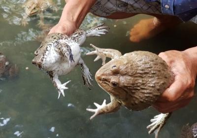 Hướng dẫn kỹ thuật nuôi ếch trong bể lót bạt chi tiết