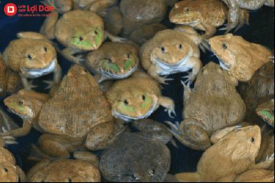 Kỹ thuật nuôi ếch chi tiết từ A – Z cho người mới bắt đầu