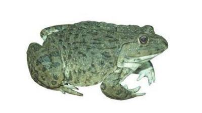 Kỹ thuật nuôi ếch thương phẩm trong bể