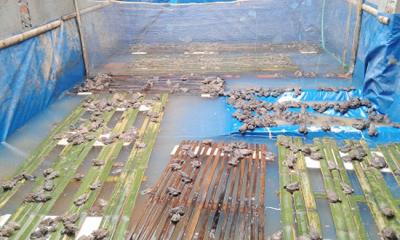 Kỹ thuật nuôi ếch trong bể bạt