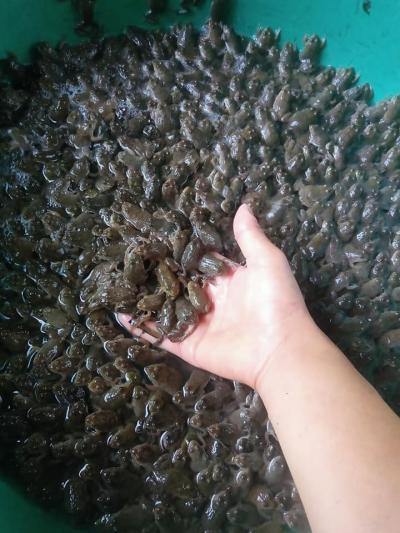 Kỹ thuật nuôi ếch trong bể xi măng mang lại hiệu quả kinh tế cao