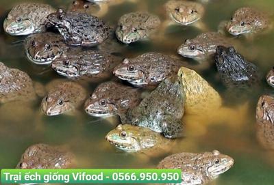 Kỹ thuật ương ếch giống