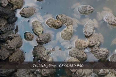 Mua Ếch Giống Thái Lan Tỉnh Đồng Tháp