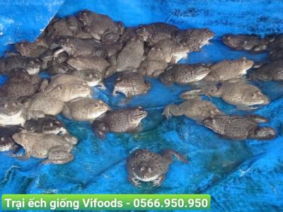 Quản lý môi trường ao nuôi ếch giống