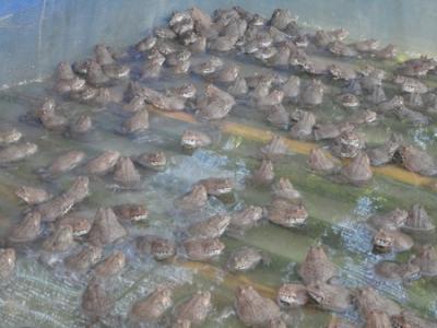 Quy trình kỹ thuật nuôi ếch giống và ếch thịt