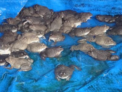 Tài Liệu Kỹ Thuật Nuôi Ếch Công Nghiệp - Phần 2