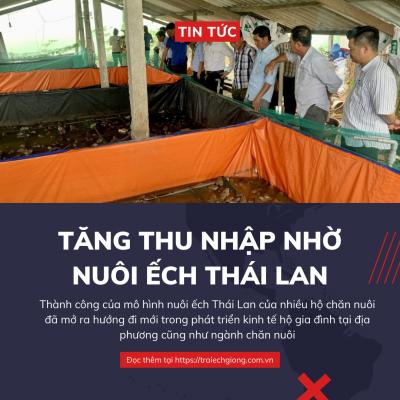 Tăng thu nhập nhờ nuôi ếch Thái Lan