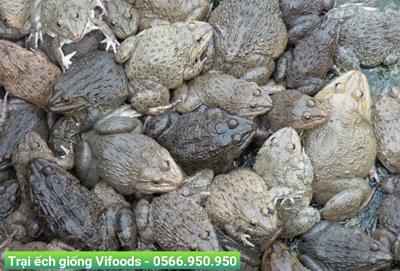 Thu hoạch ếch giống đúng thời điểm, đảm bảo chất lượng