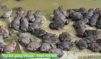 Thức ăn cho ếch giống: Nền tảng cho sự phát triển bền vững