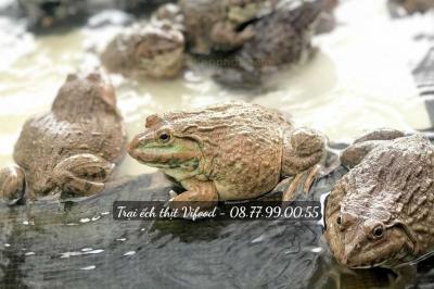 Trại ếch thịt Đồng Nai