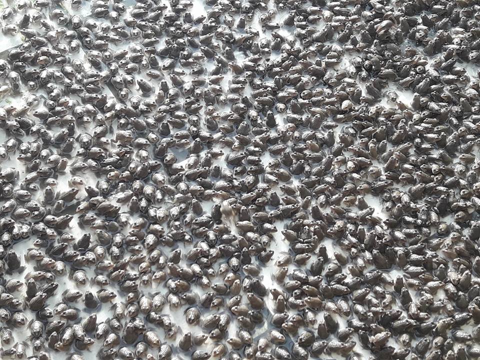 Trại ếch giống