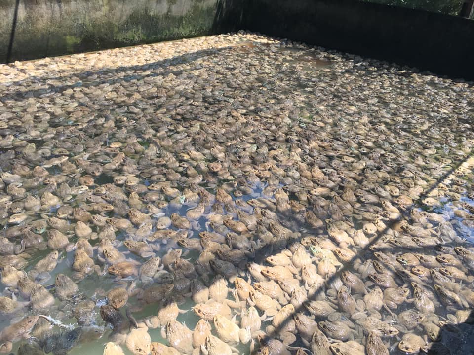 Trại ếch thịt tphcm