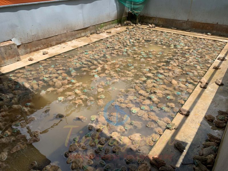 Cách chăm sóc ếch nuôi trong bể xi măng