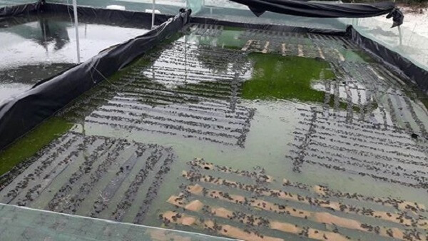 Kỹ thuật nuôi ếch trong bể lót bạt nhựa HDPE