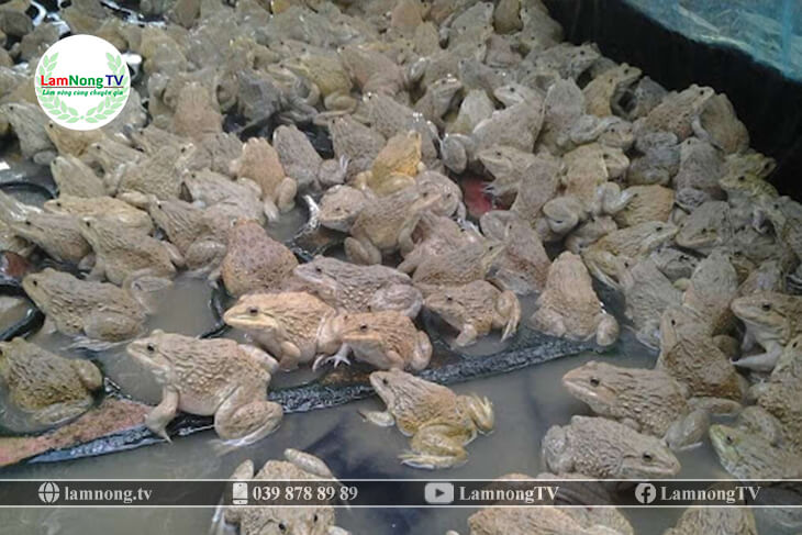 kỹ thuật nuôi ếch trong ao