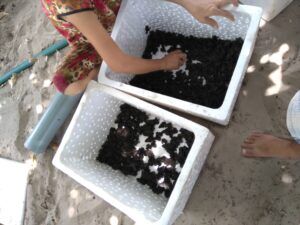 Sàng lọc ếch giống