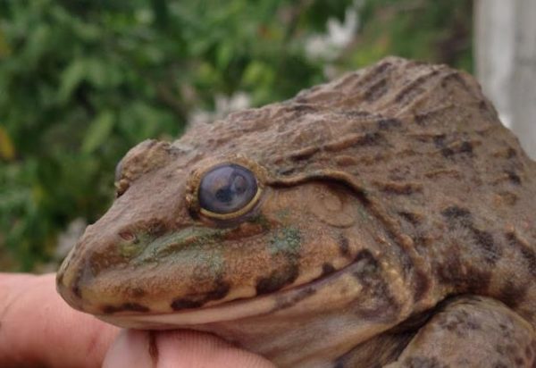 cham soc ech trong be xi mang 08