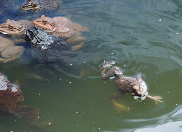 cham soc ech trong be xi mang 09