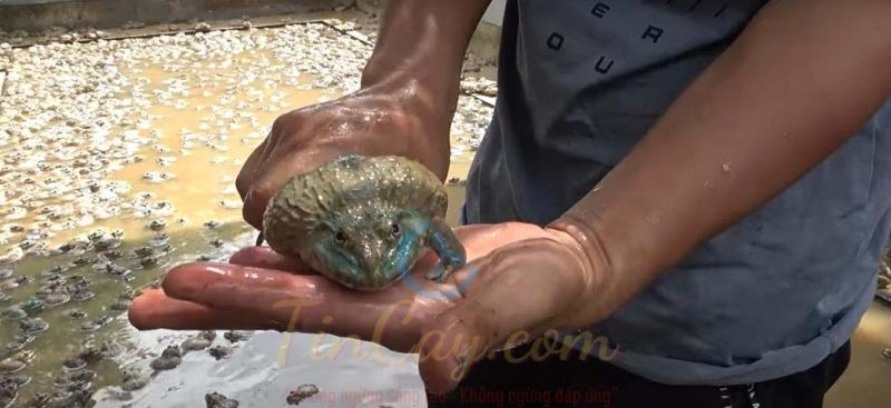 Cách chăm sóc ếch nuôi trong bể xi măng