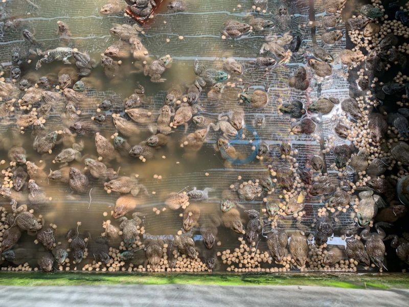 Cách chăm sóc ếch nuôi trong bể xi măng