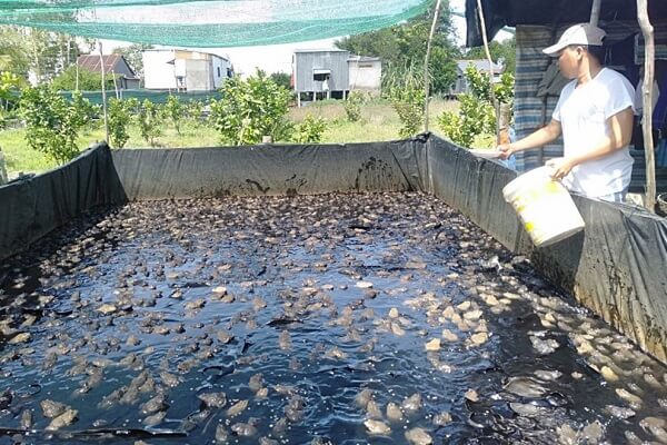 Thiết kế và xây bể bạt nuôi ếch