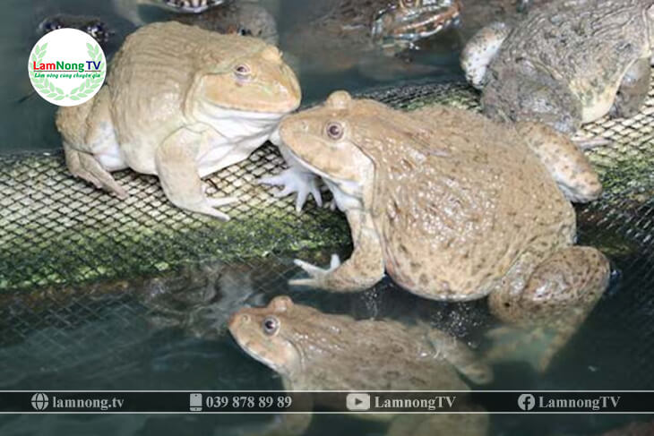 Đặc điểm hình thái của ếch