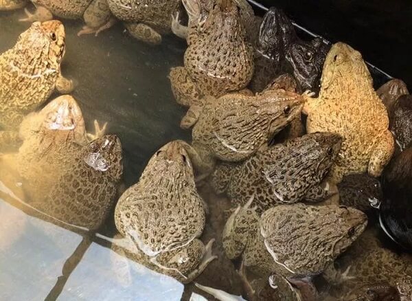 Cách chọn giống ếch nuôi