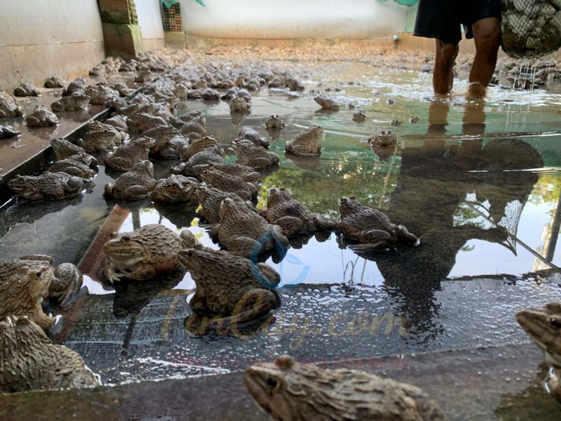 Cách chăm sóc ếch nuôi trong bể xi măng