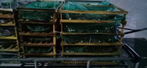 đóng hàng chuẩn bị chuyển ếch giống đi xa