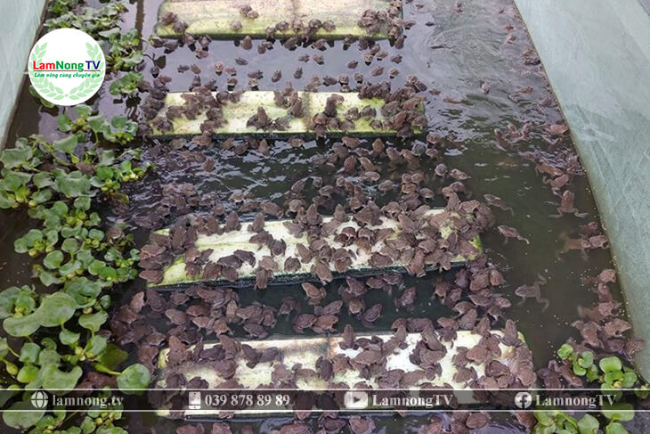 Chuẩn bị ao nuôi nuôi ếch 