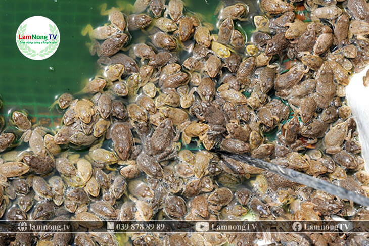 Tiêu chuẩn chọn ếch giống